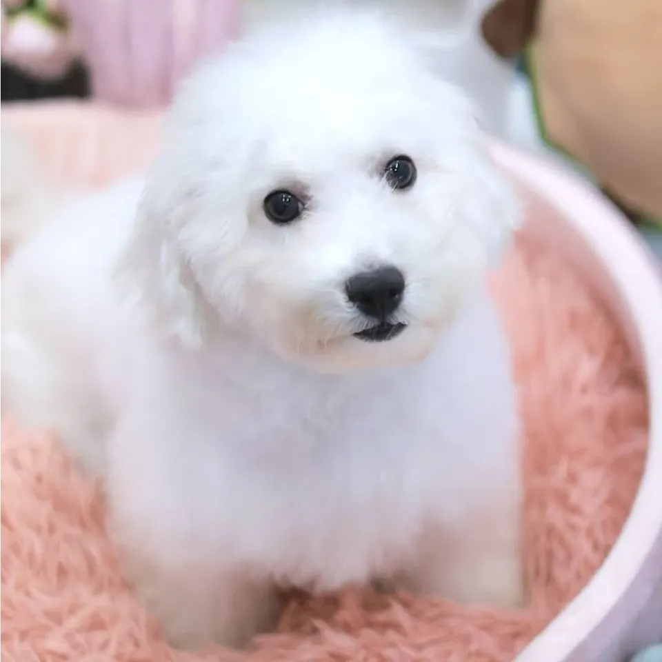 Franky, a Bichon Frise puppy placed with a Singapore family