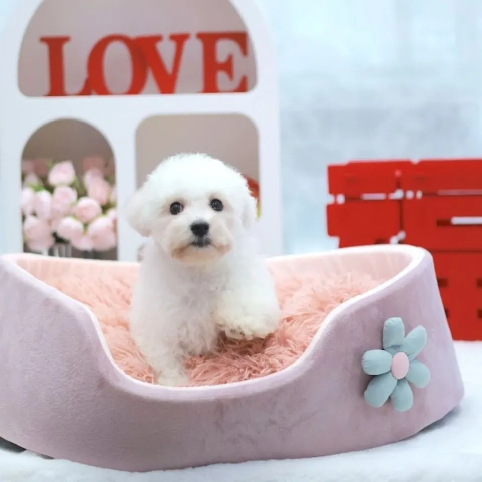 Sanji, a Bichon Frise puppy placed with a Singapore family