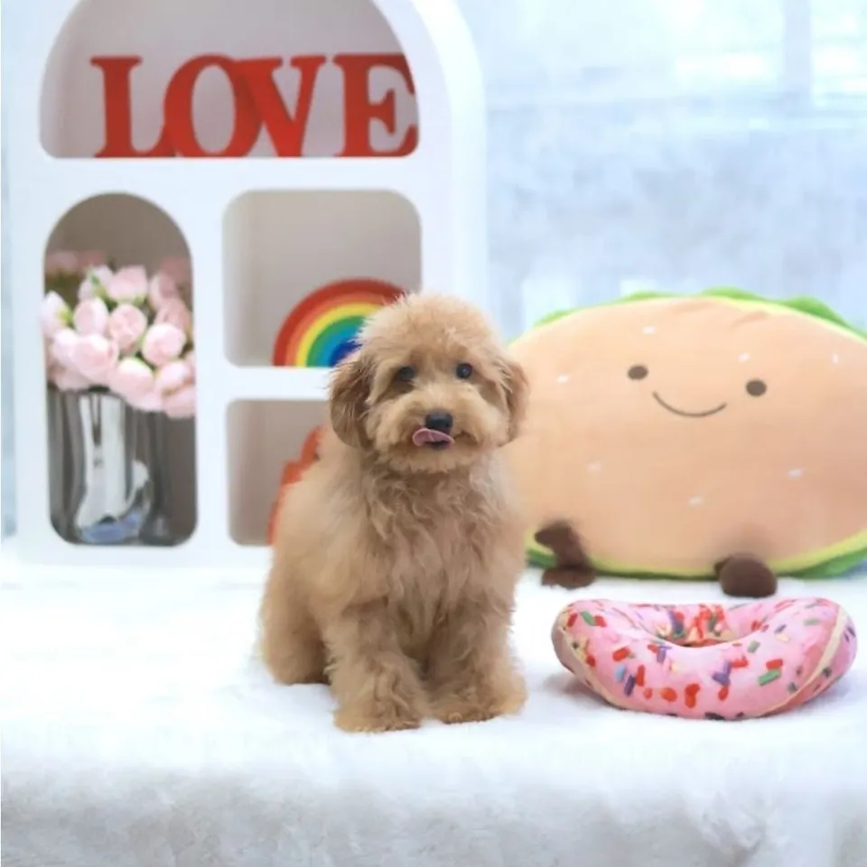 Kenzo, a Toy Poodle puppy placed with a Singapore family