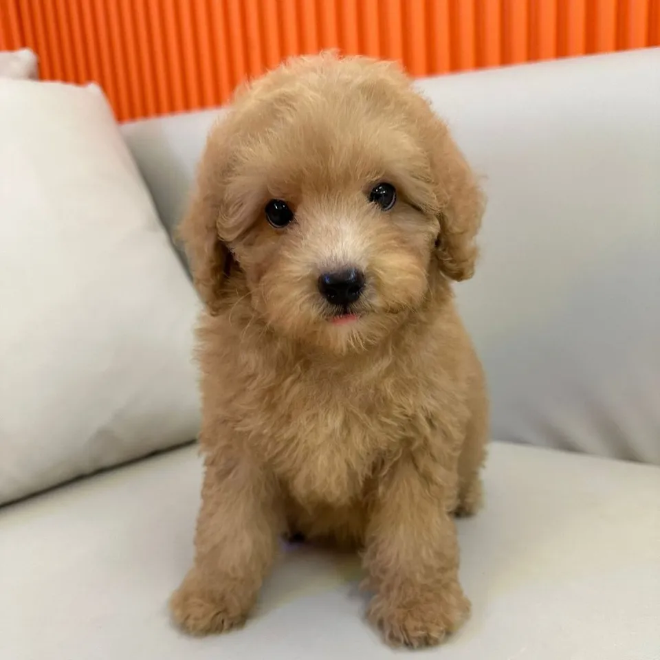 Mangosteen, a Poodle puppy placed with a Singapore family