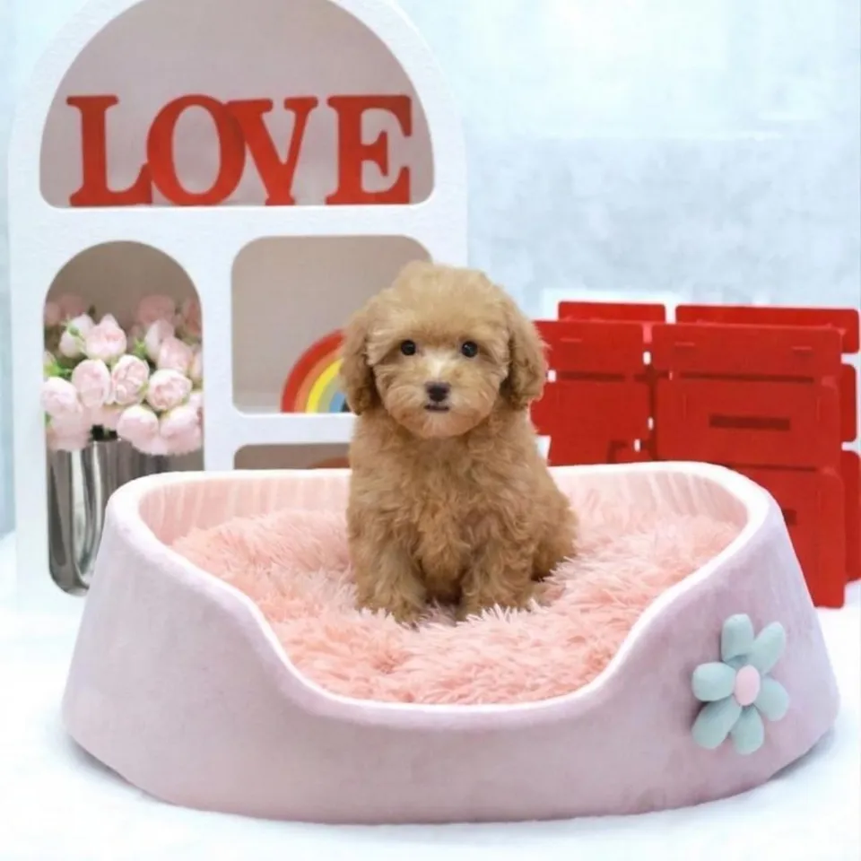 Mica, a Toy Poodle puppy placed with a Singapore family