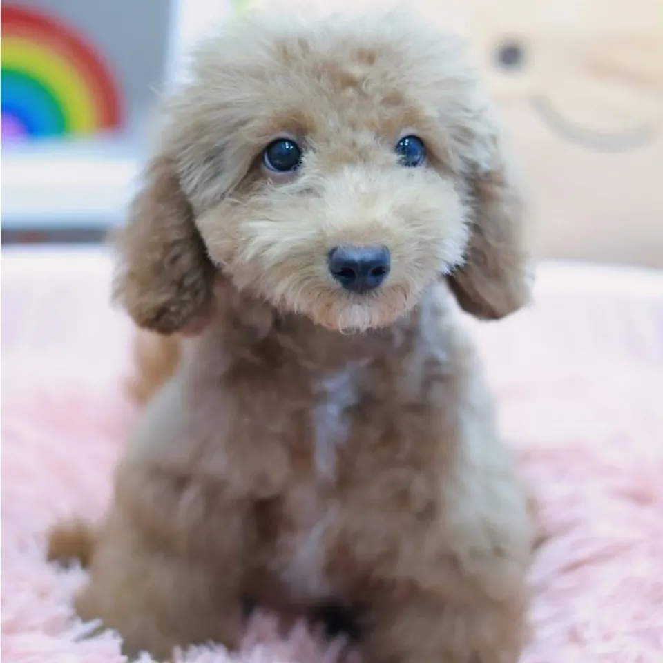 Sago, a Poodle puppy placed with a Singapore family
