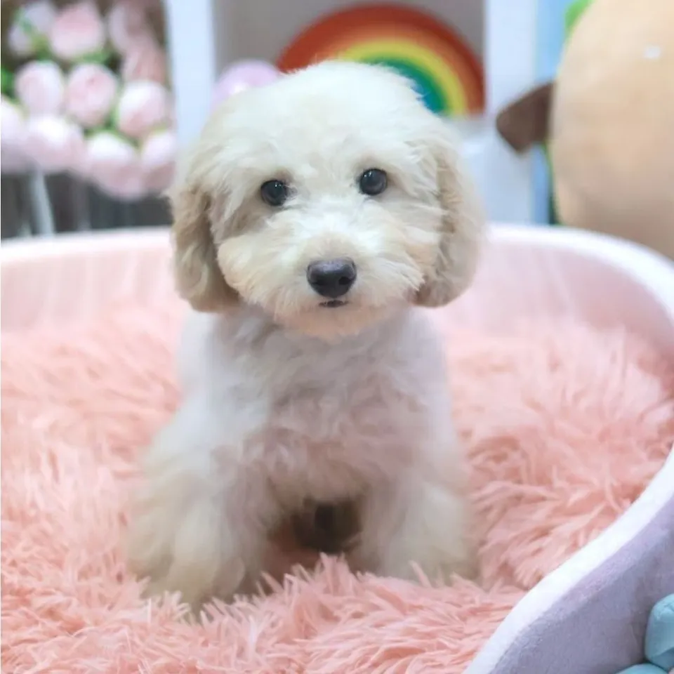 Le Le, a Poodle puppy placed with a Singapore family