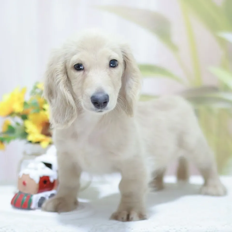 Katong, a Dachshund puppy placed with a Singapore family