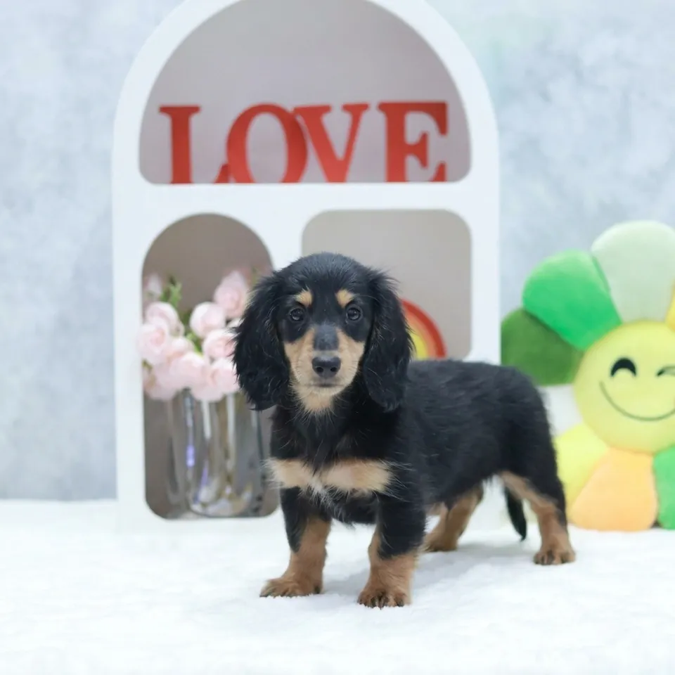 Nangka, a Dachshund puppy placed with a Singapore family