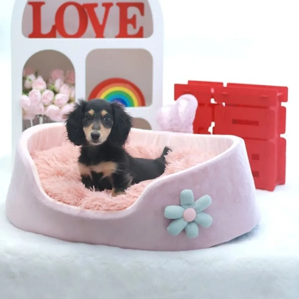 Jackfruit, a Dachshund puppy placed with a Singapore family