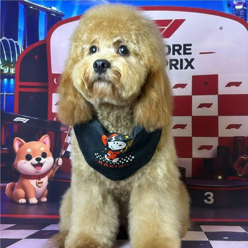 Princess, red cavapoo puppy for sale in Singapore