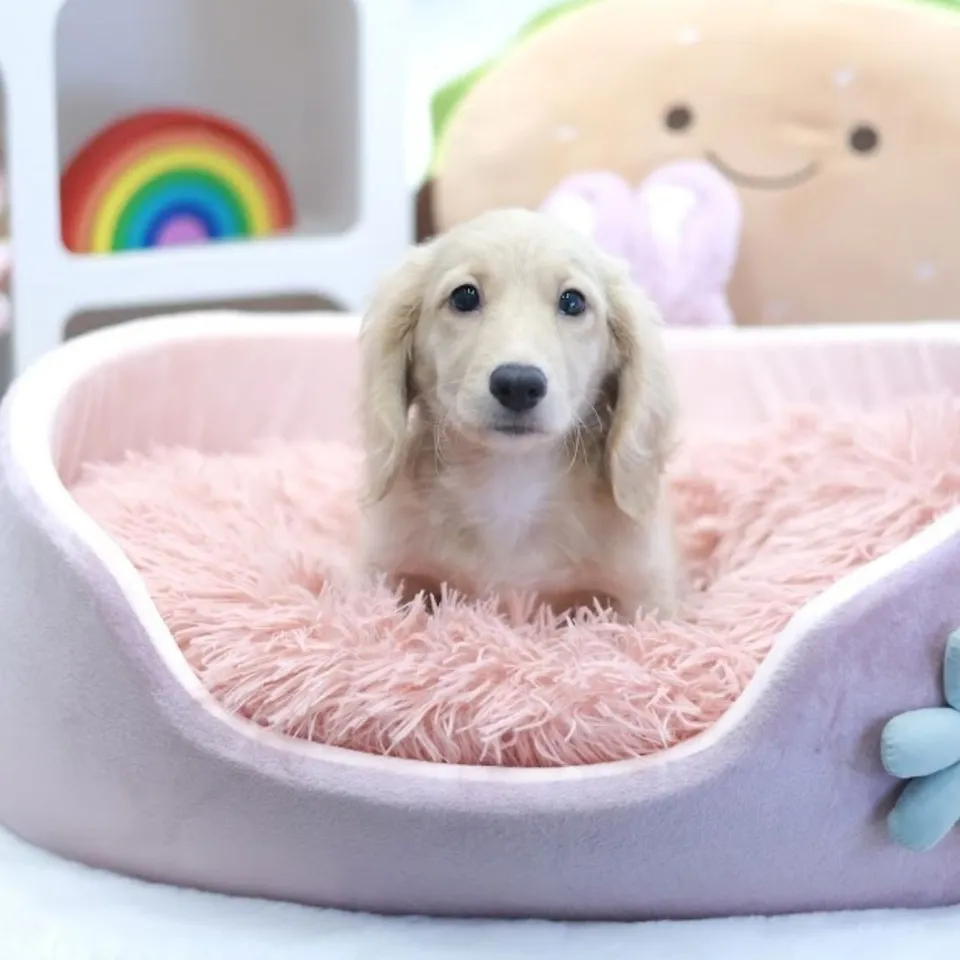 Peng, a Dachshund puppy placed with a Singapore family