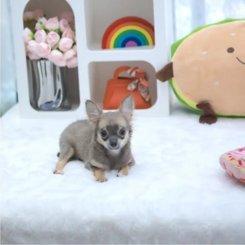 Boba, a Chihuahua puppy placed with a Singapore family