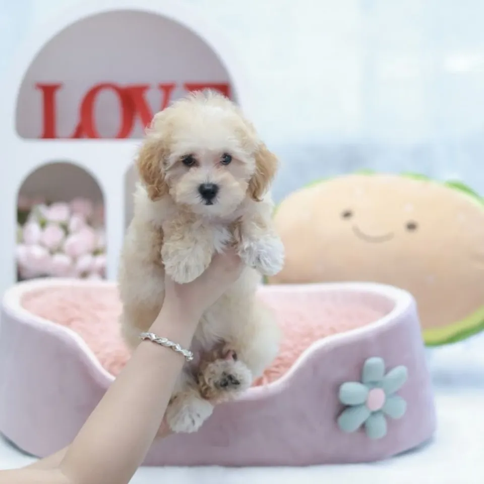 Kaya, a Toy Poodle puppy placed with a Singapore family