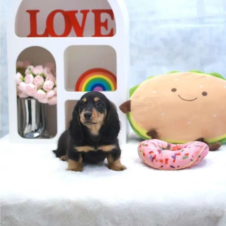 Kaya, a Dachshund puppy placed with a Singapore family