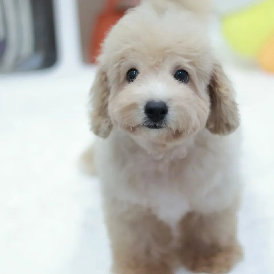 Tim, a Poochon puppy placed with a Singapore family