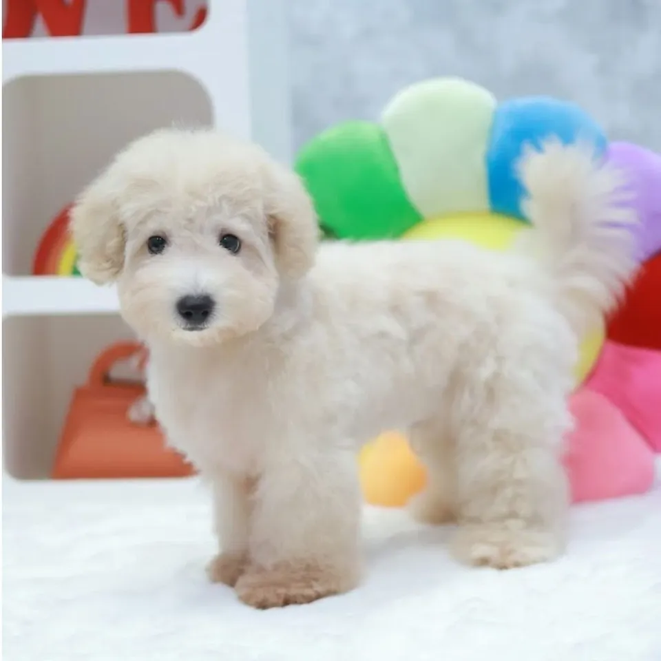 Timy, a Poochon puppy placed with a Singapore family
