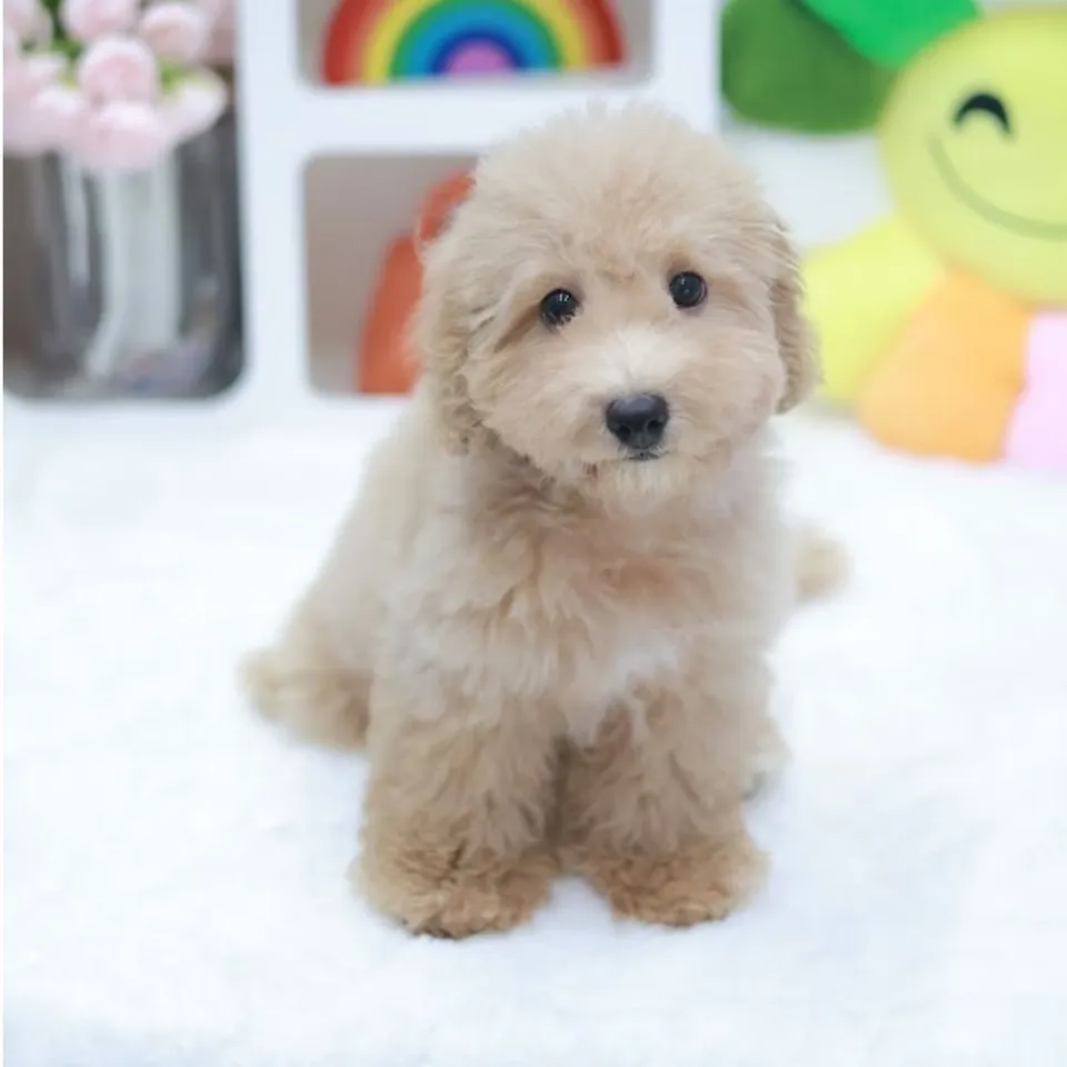 Tomy, a Poochon puppy placed with a Singapore family