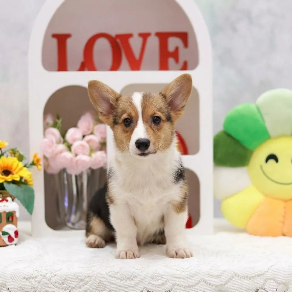 Yuki, a Corgi puppy placed with a Singapore family