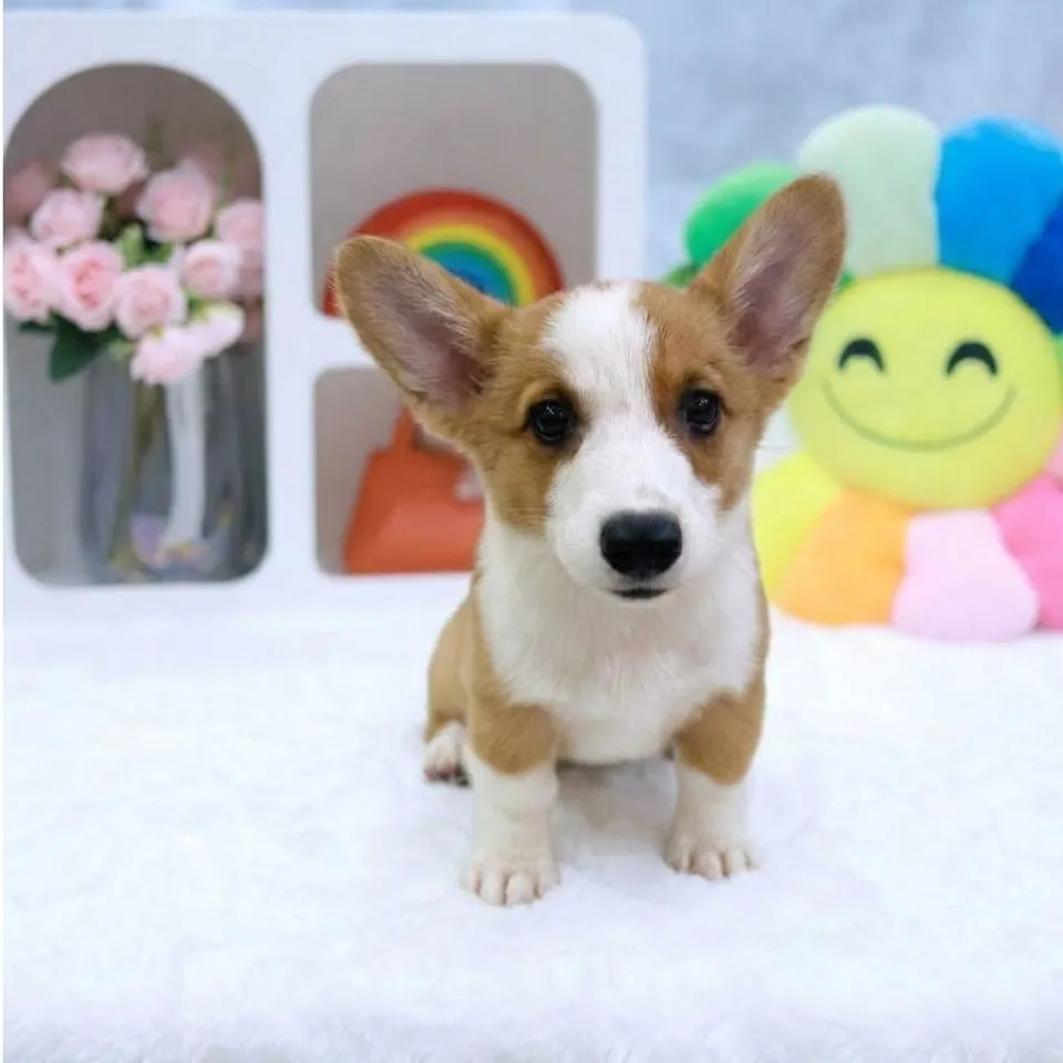Leo, a Corgi puppy placed with a Singapore family