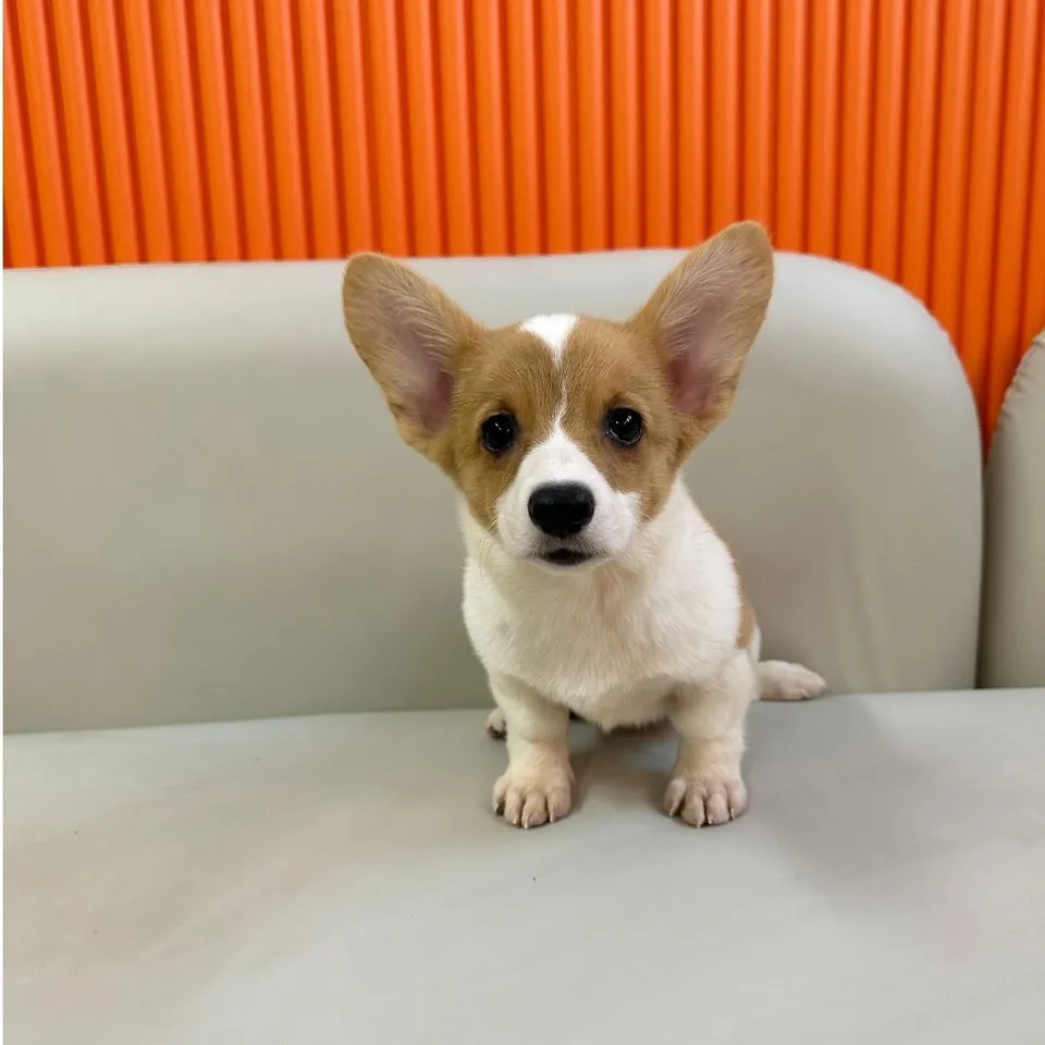 Lea, a Corgi puppy placed with a Singapore family