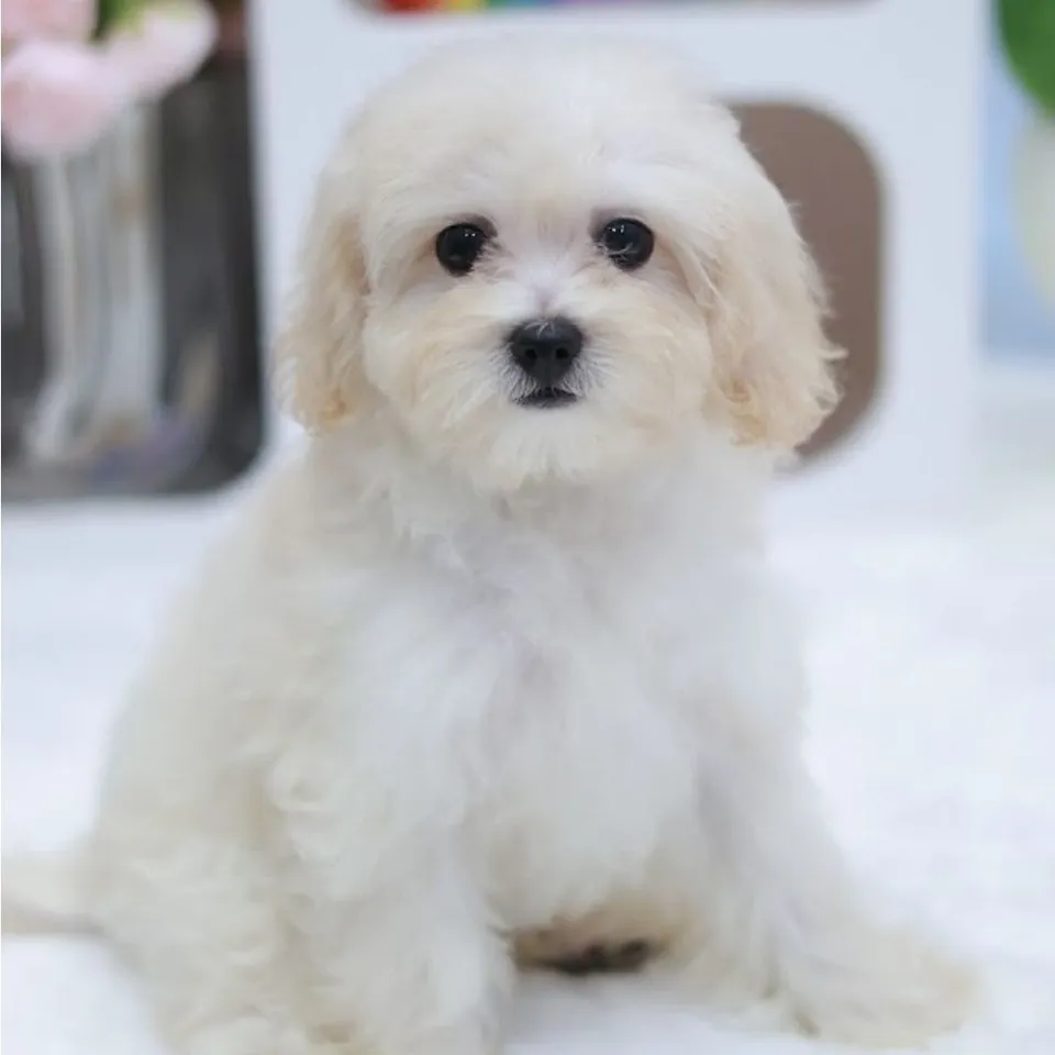 Xiao Bai, a Maltipoo puppy placed with a Singapore family