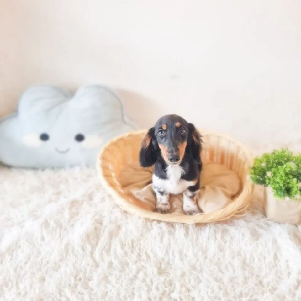 Suzuya, tri color dachshund puppy for sale in Singapore