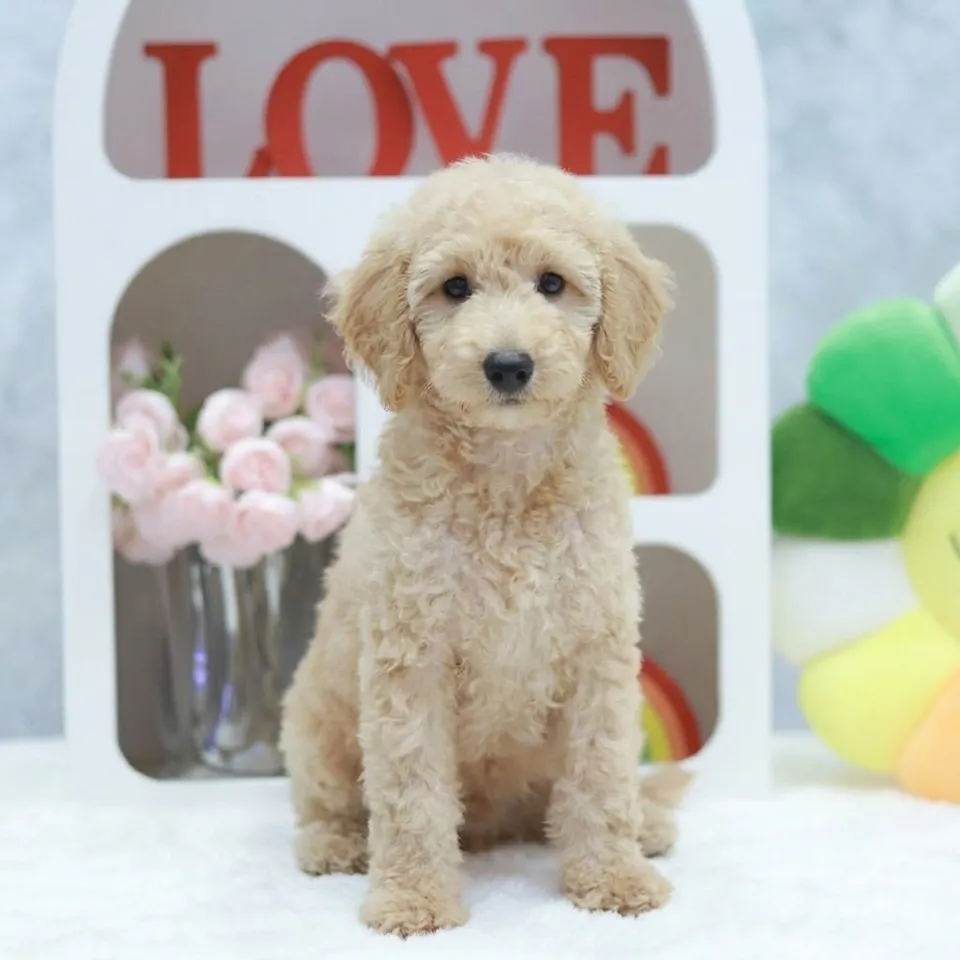 Nasi, a Maltipoo puppy placed with a Singapore family