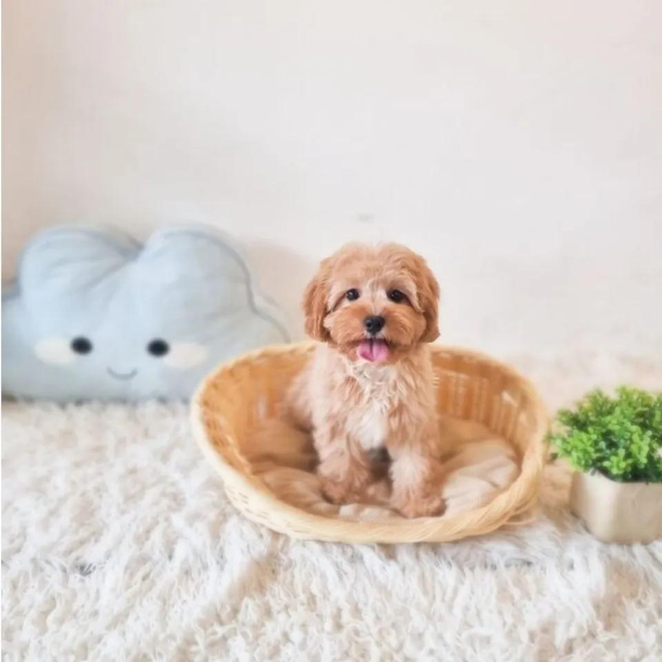 Indi, apricot cavapoo puppy for sale in Singapore