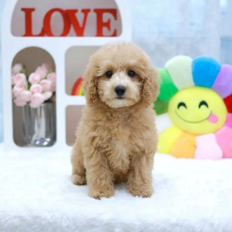 Di Di, a Maltipoo puppy placed with a Singapore family