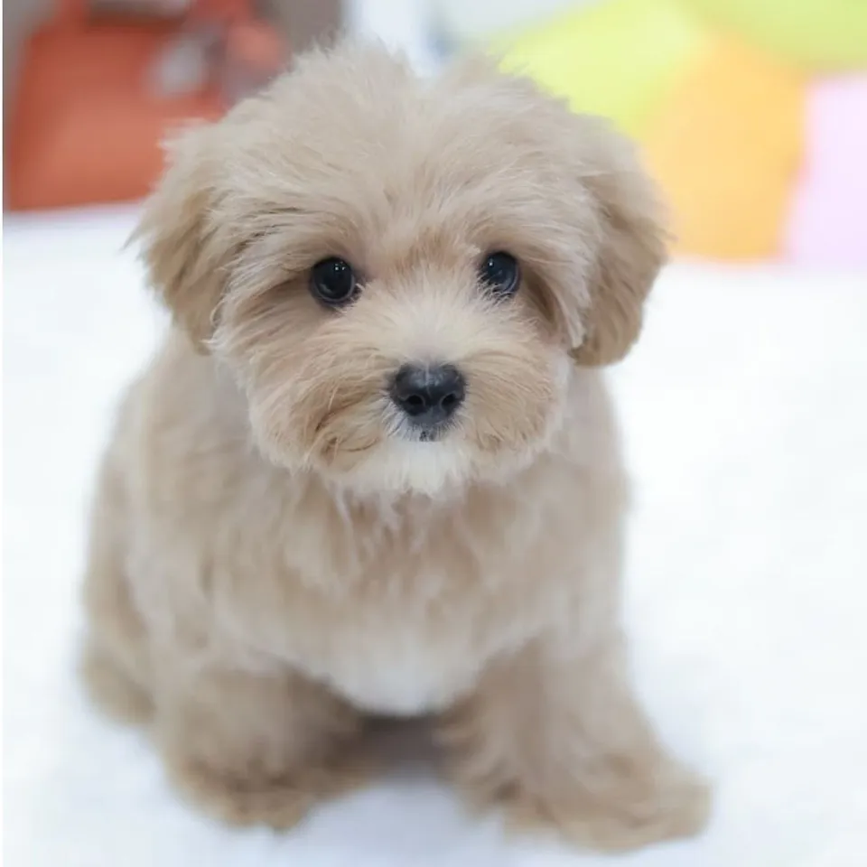Katong, a Maltipoo puppy placed with a Singapore family