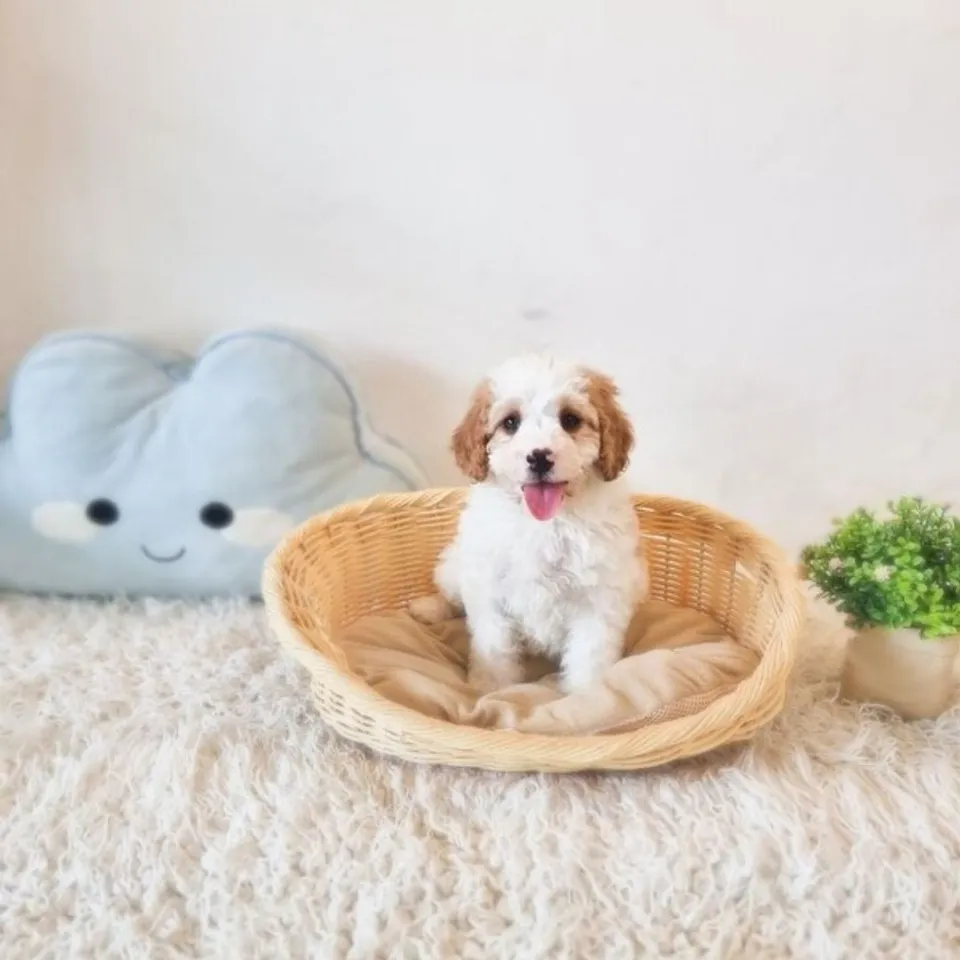 Hill, blenheim cockapoo puppy for sale in Singapore