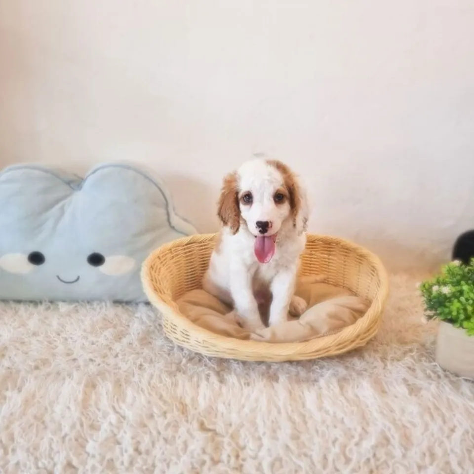 Billy, blenheim cockapoo puppy for sale in Singapore
