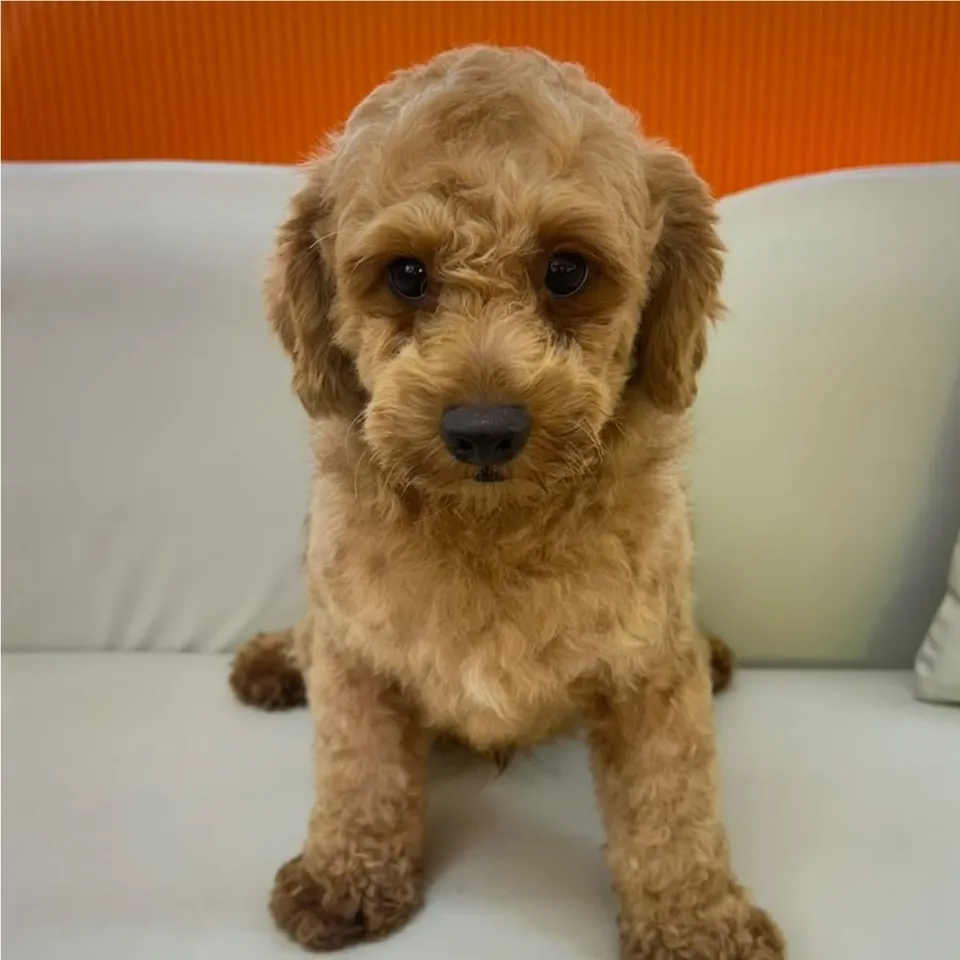 Peanut, a Cavapoo puppy placed with a Singapore family