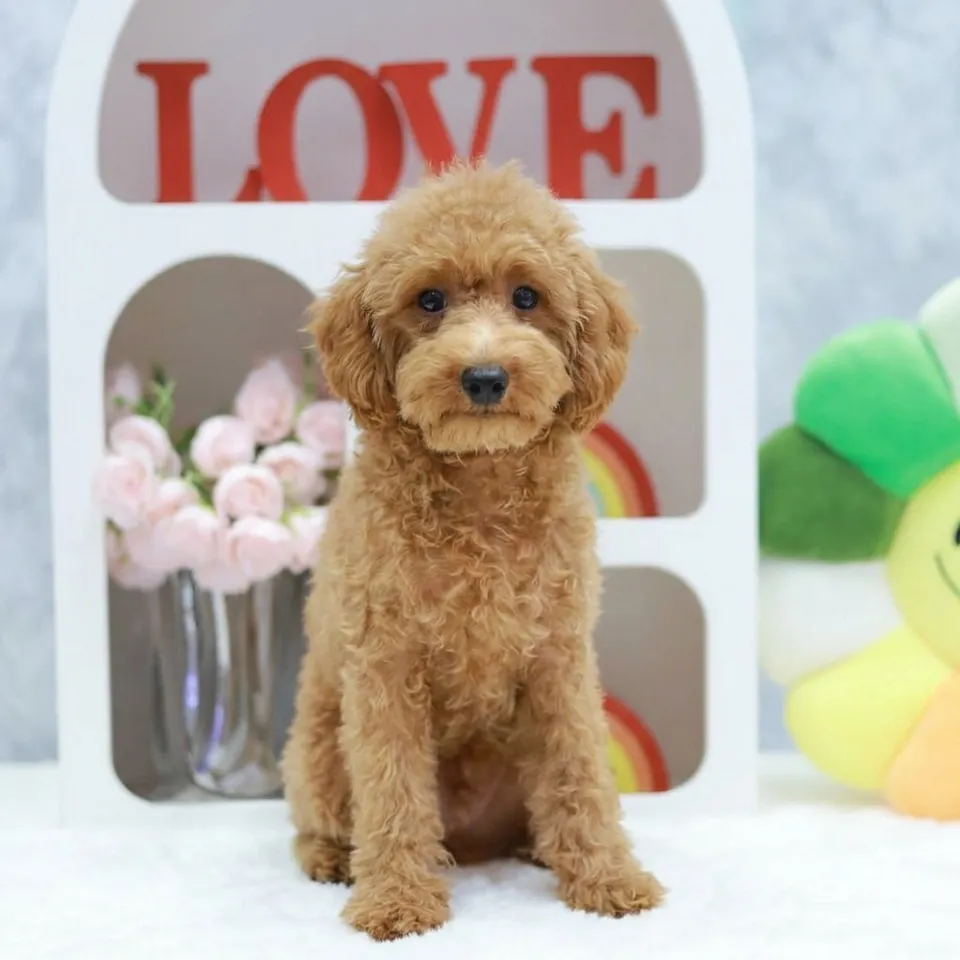Honey, a Toy Poodle puppy placed with a Singapore family