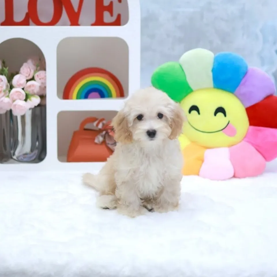 Ah Girl, a Maltipoo puppy placed with a Singapore family