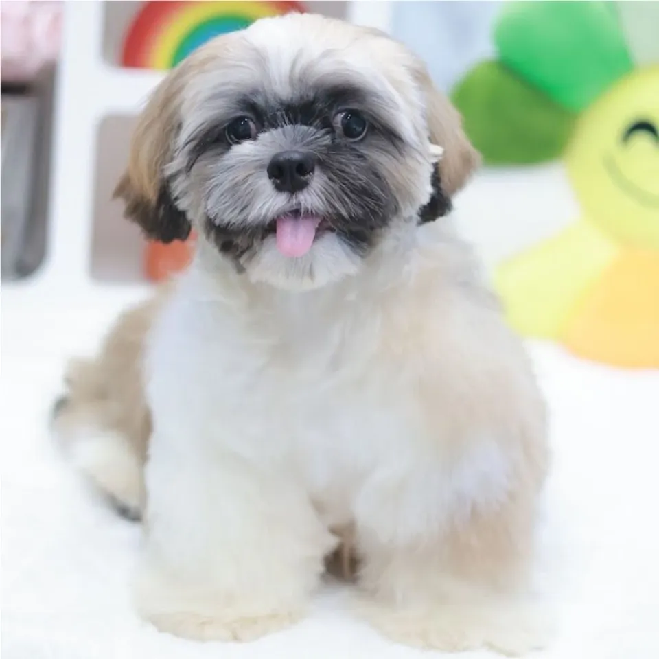 Apple, tri color shih tzu puppy for sale in Singapore