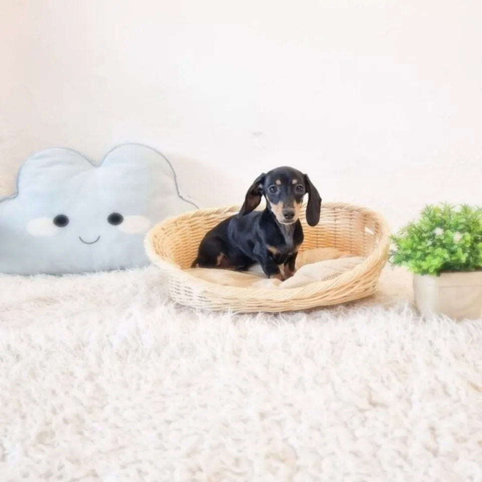 Pencilgon, black tan dachshund puppy for sale in Singapore
