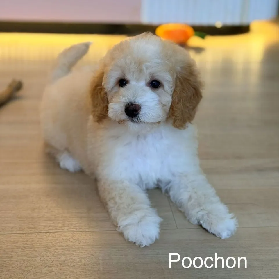 Manectric, apricot poochon puppy for sale in Singapore