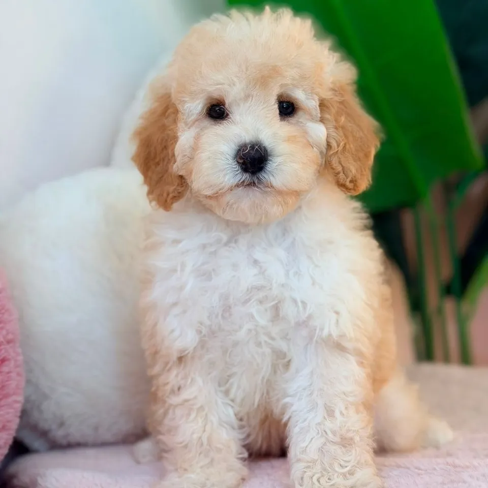 Manectric, apricot poochon puppy for sale in Singapore