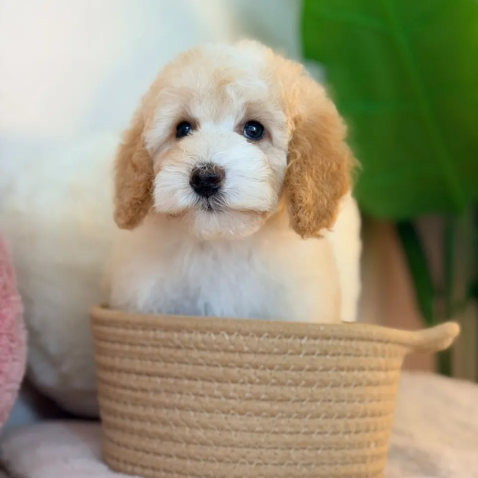 Lukimi, apricot poochon puppy for sale in Singapore
