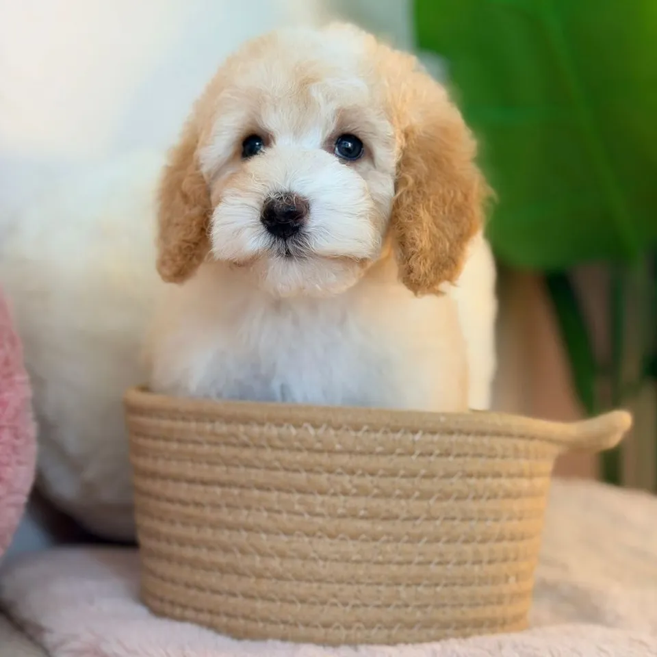 Lukimi, apricot poochon puppy for sale in Singapore