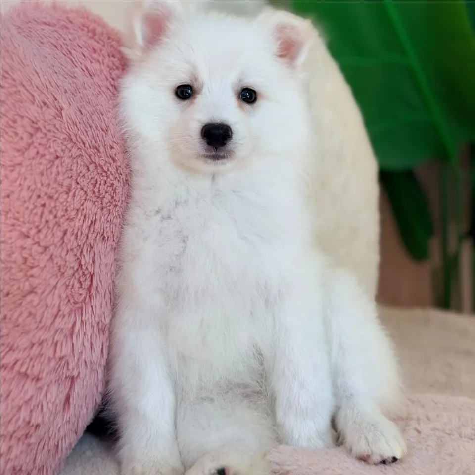 Snowi, white japanese spitz puppy for sale in Singapore