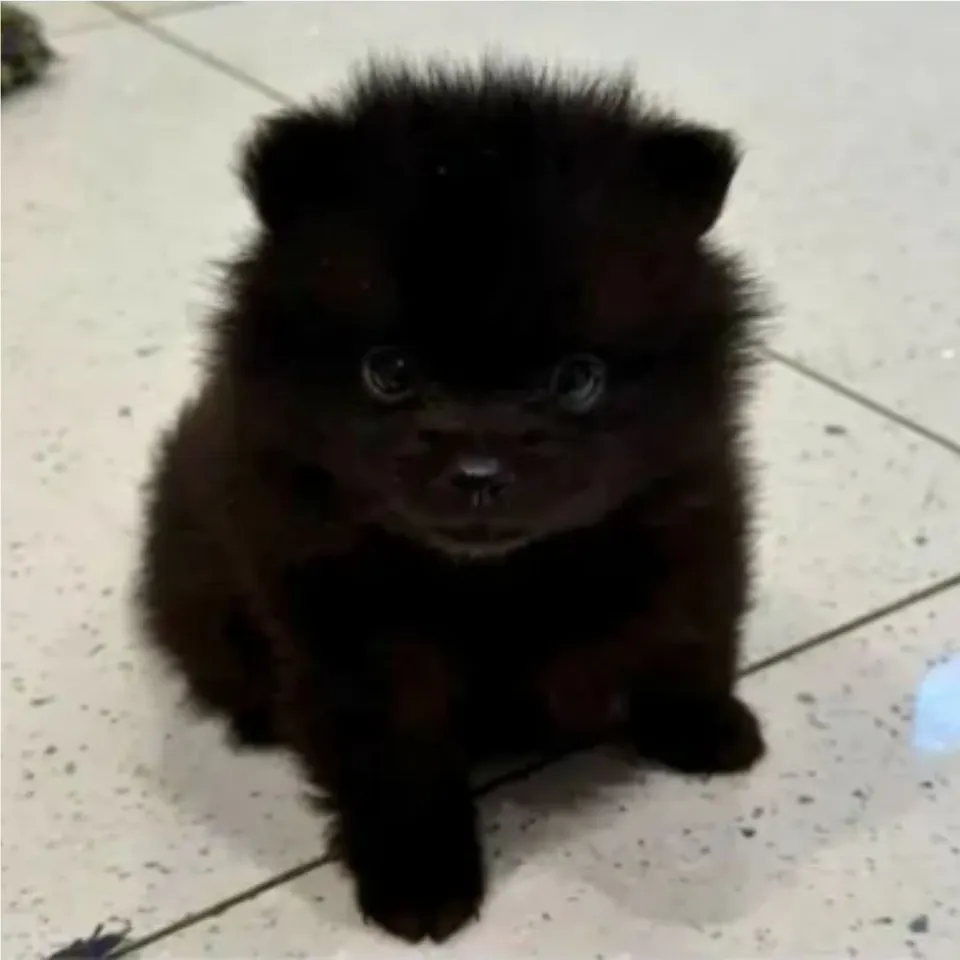 Ren, black pomsky puppy for sale in Singapore