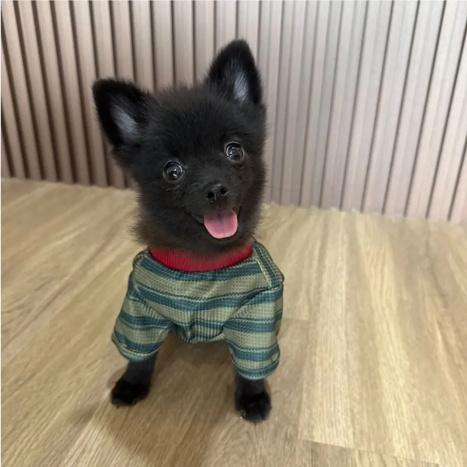 Fu Fu, black pomski puppy for sale in Singapore