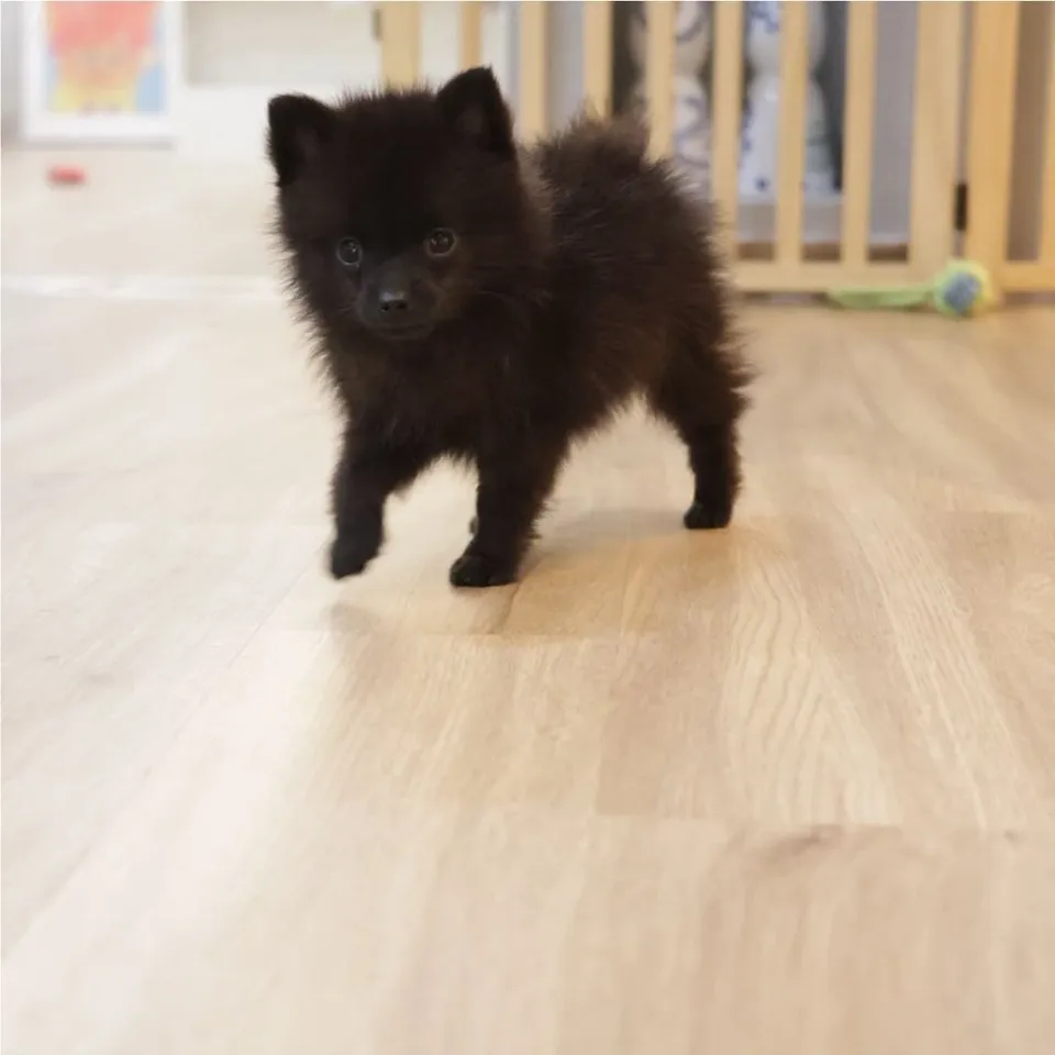 Yuki, black pomsky puppy for sale in Singapore