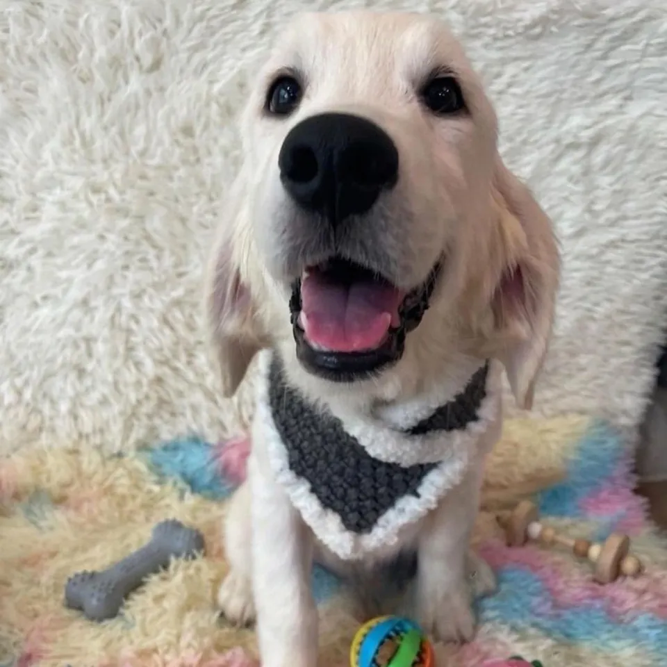 Rei, cream golden retriever puppy for sale in Singapore