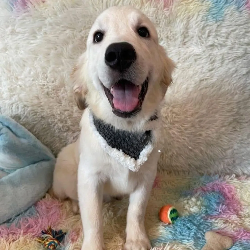 Kaito, cream golden retriever puppy for sale in Singapore