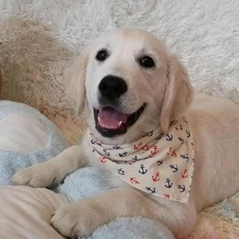 Kuro, cream golden retriever puppy for sale in Singapore