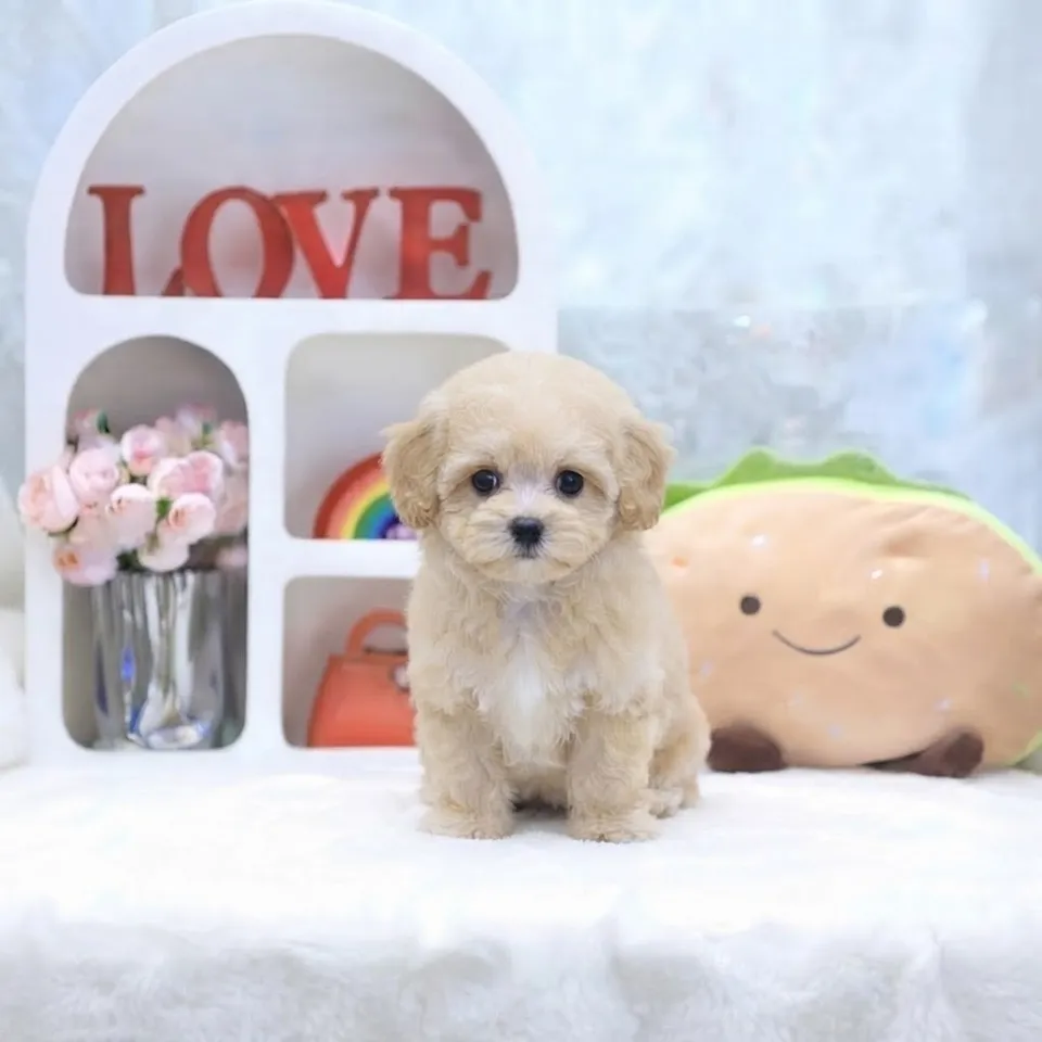 Pochi, a Maltipoo puppy placed with a Singapore family