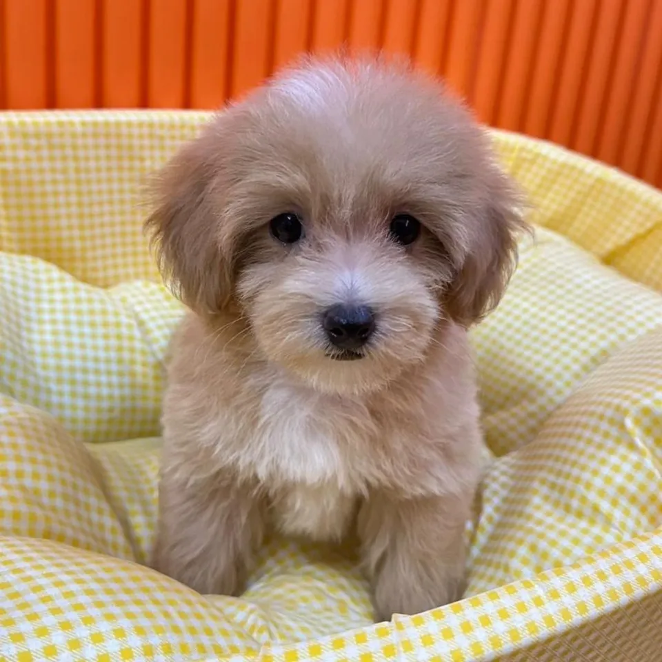 Tau Sar, a Maltipoo puppy placed with a Singapore family