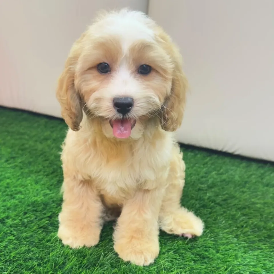 Tumeric, a Cavapoo puppy placed with a Singapore family