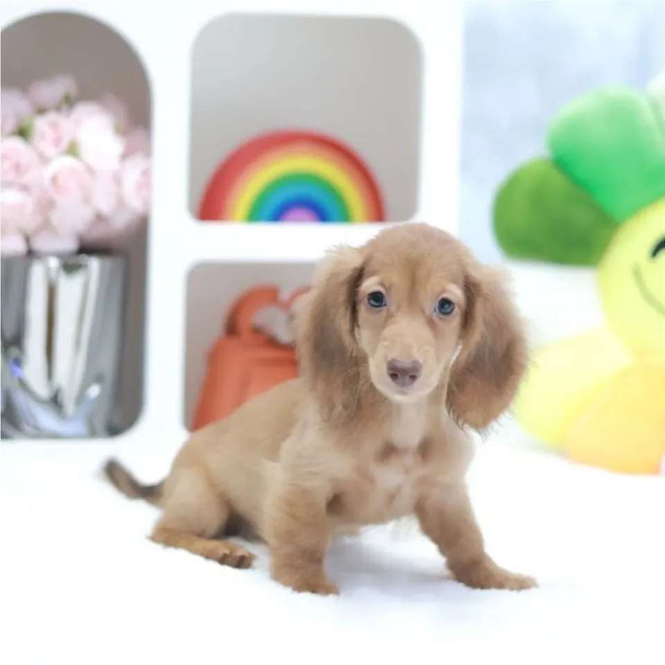 Frieren, golden dachshund puppy for sale in Singapore