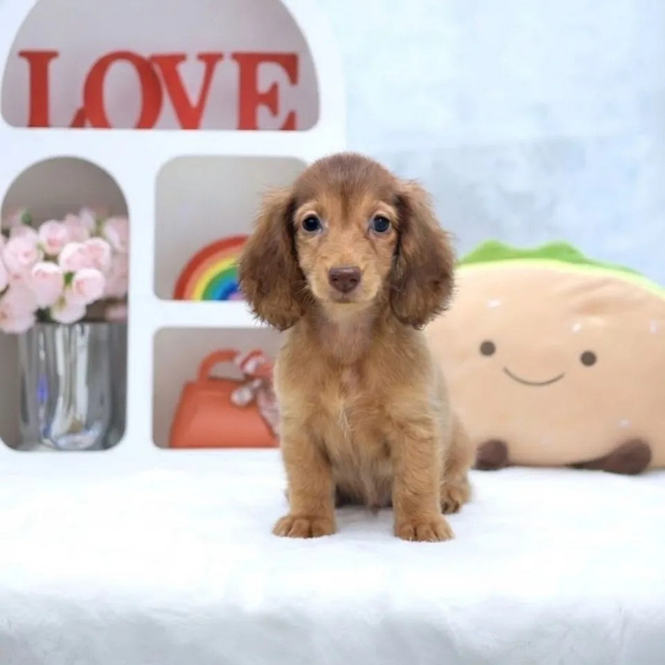 Anya, golden dachshund puppy for sale in Singapore